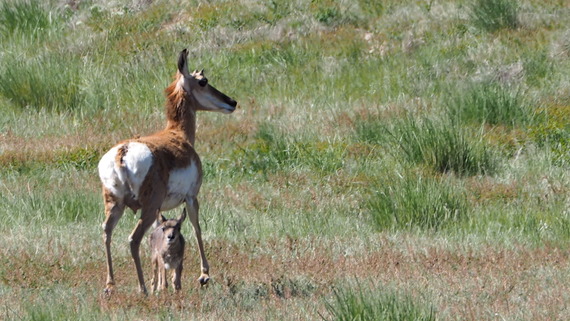 Antelope