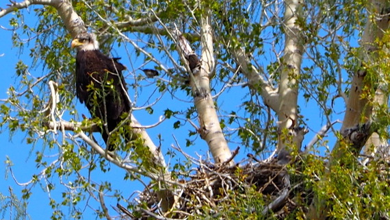 Bald Eagle