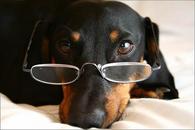 Dog with Glasses