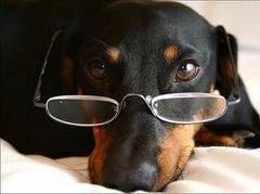 Dog with glasses