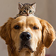 Pets (a dog and cat)