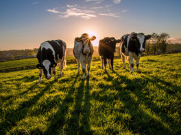 image of cows on a farm