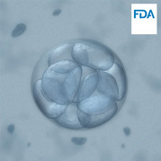 Mouse Embryo