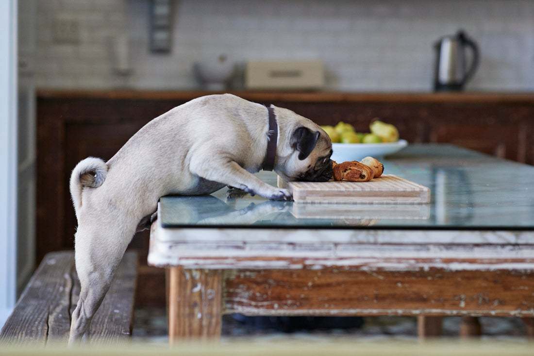 image of a dog eating food off of a kitchen table