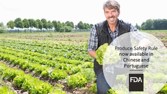 man kneeling in a vegetable garden