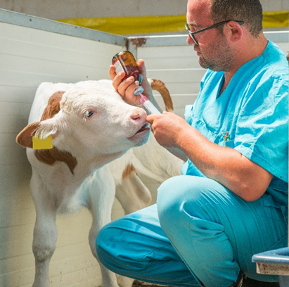 Vet measuring medication with a cow in the foreground