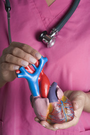 Health care professional wearing stethoscope holding model of a heart