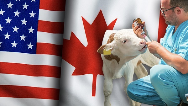 Us flag next to Canada flag underneath a cow being fed by a vet