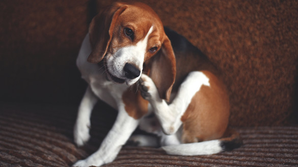 How to Report Problems with Flea and Tick Products