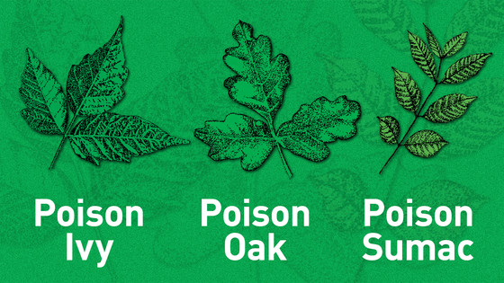 Poison Ivy Sumac