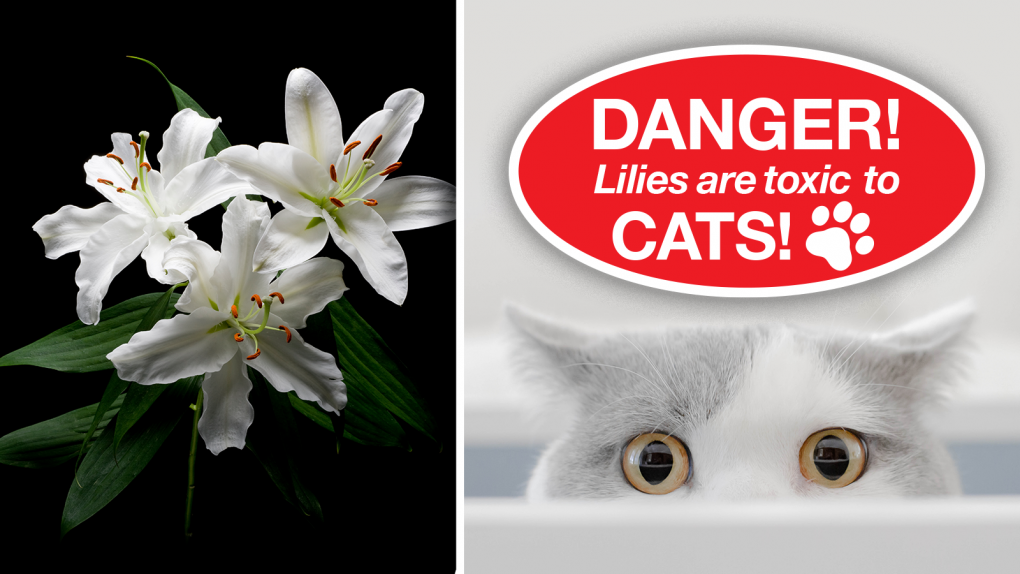 DANGER-Lilies-Are-Toxic-To-Cats-CU-1600x900.png
