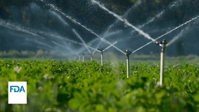 Sprinklers in Field