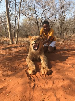 Rita pictured with a taxidermy lion in Zambia