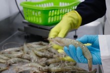 fisherman cleans bundle of shrimp