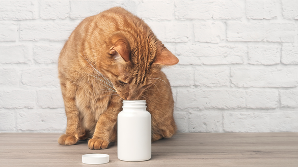 Cat looking at medications