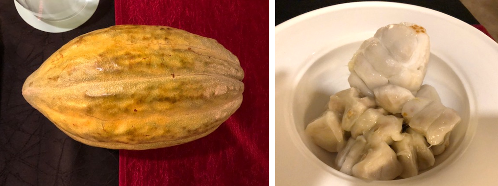 Cacao pod and seeds