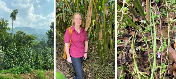 Sarah McMullen amongst the cardamom plants