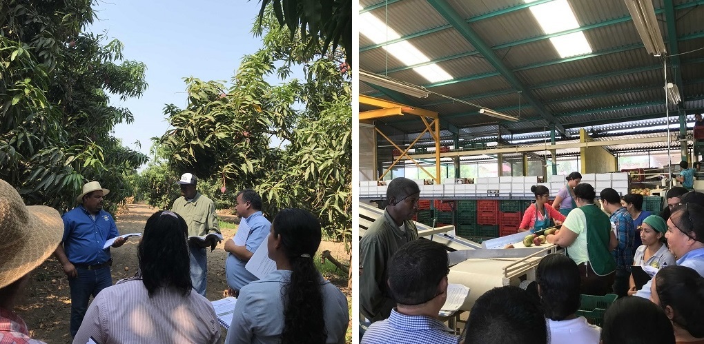 Mangos and Production