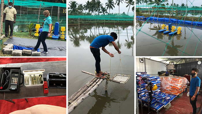 The workings of a shrimp farm