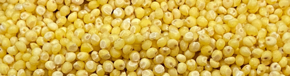 millet grains