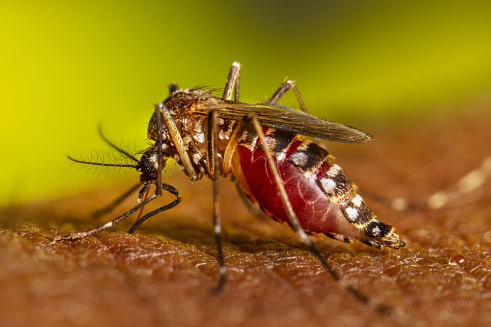 Mosquito as disease vector