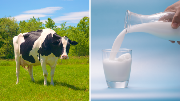 Dairy Cow and Milk