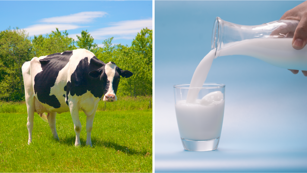 milk ordinance graphic