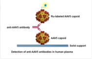 Detection of anti-AAV5 antibodies in human plasma