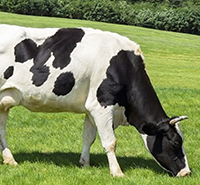 Cow grazing in pasture