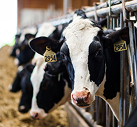Updates on Highly Pathogenic Avian Influenza (HPAI) in dairy cows