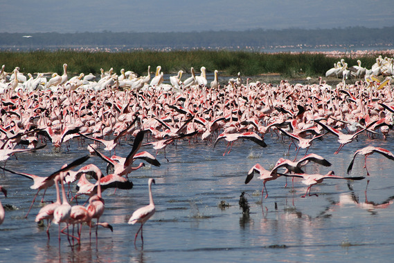 Flamingos Take Flight at Lake Nakuru