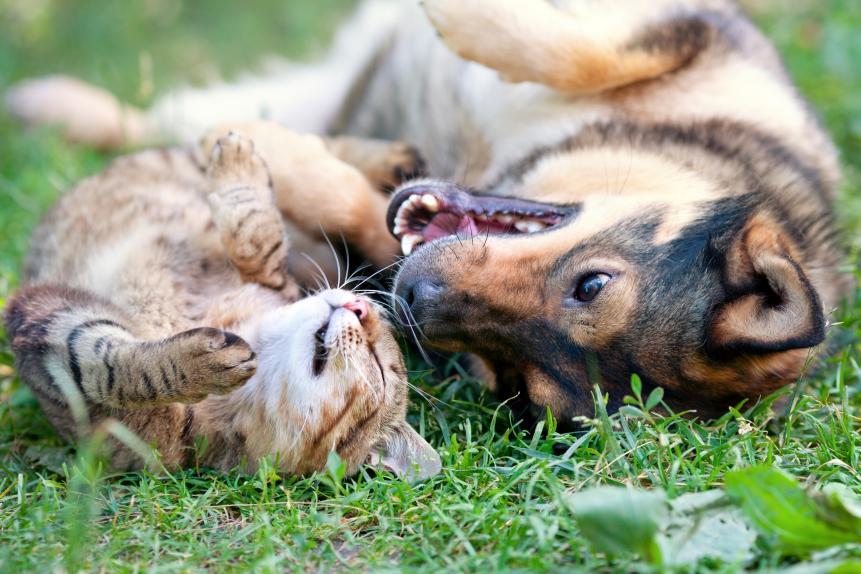 Dog and Cat Playing CVM