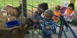 Children playing with animals