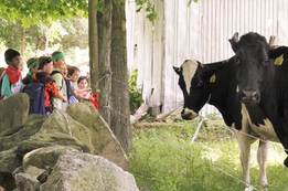 Kids and cows