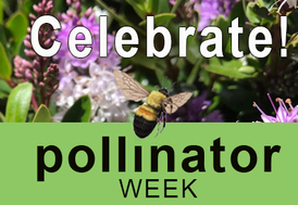 Pollinator week logo