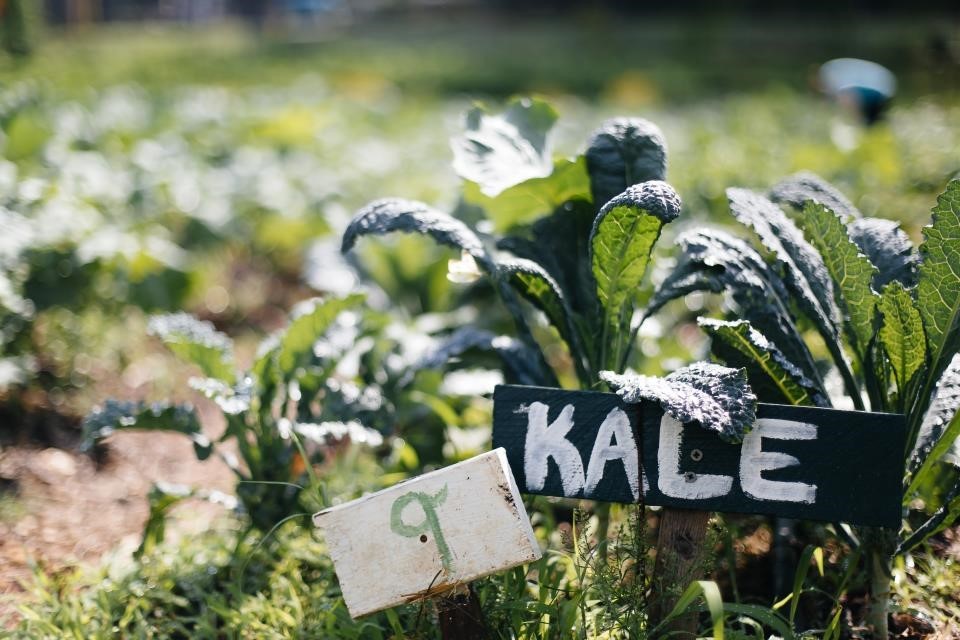 Image of kale