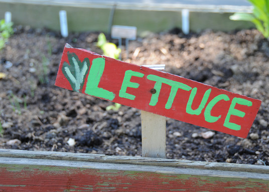Lettuce at a School Garden