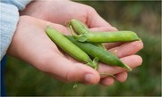 Hands holding snap peas