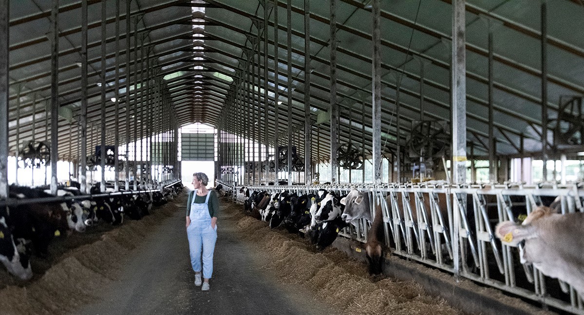 Marieke Walking through dairy barn