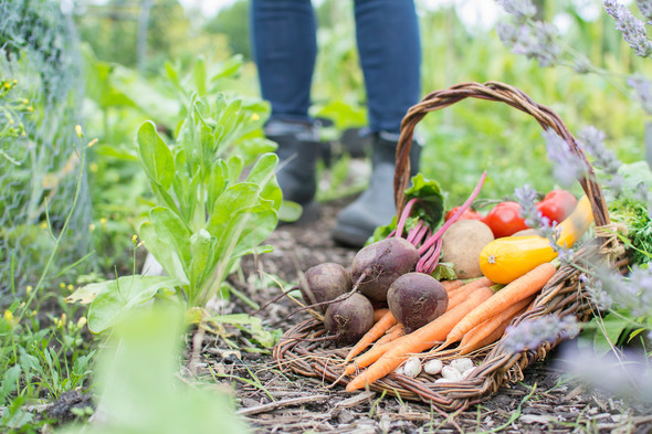 Basket of Fresh vegetables