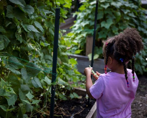 Little girl harvesting beans grown in the school garden