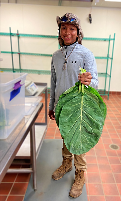 First collard greens harvest for 638 demonstration projects