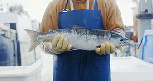 alaska salmon