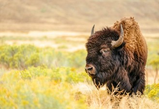 Photo of a Bison