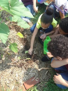 Child planting seeds in the garden with other children watching