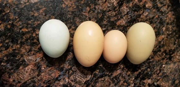 eggs from the chicken coop