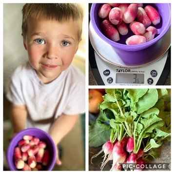 child holding a bowl of radishes; top right bowl of radishes; bottom right radishes harvested from the garden