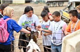 Kids and adults feeding a small spotted cow. 