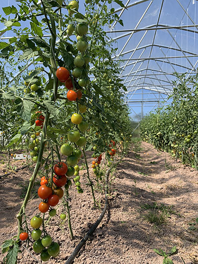 tomatoes in high tunnel 