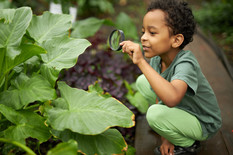 Young boy looking at a large green plant in outdoor garden through a magnifying glass 